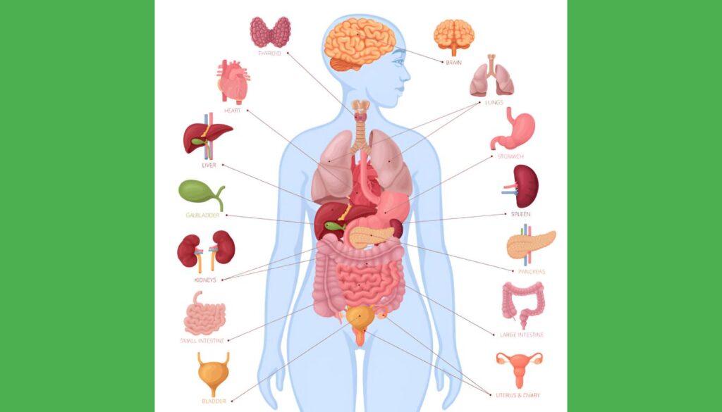 FemiPro Review: The Ultimate Natural Solution for Bladder Health in Women FemiPro review