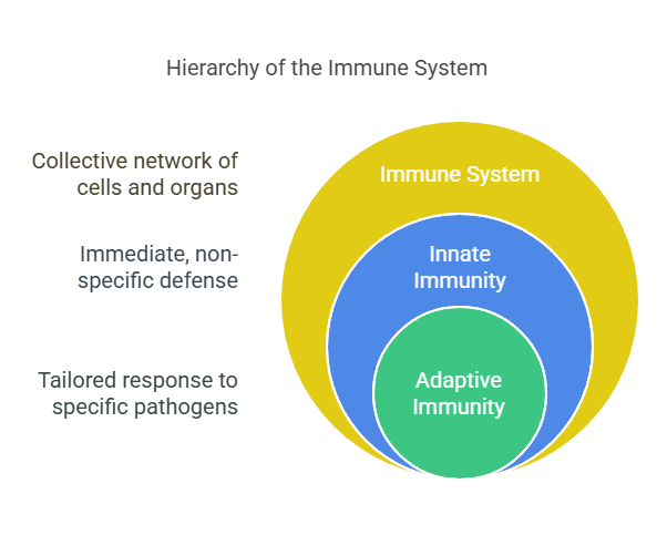 7 Best Immunity Boosting Vitamins for a Stronger Defense Immunity Boosting Vitamins