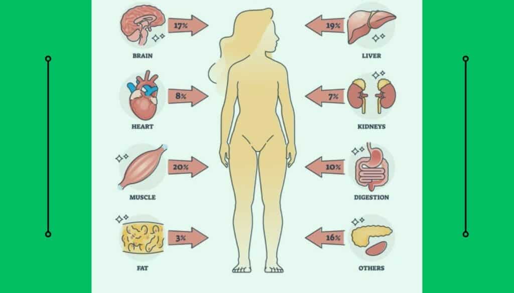 Free Calorie Intake and BMR Calculator